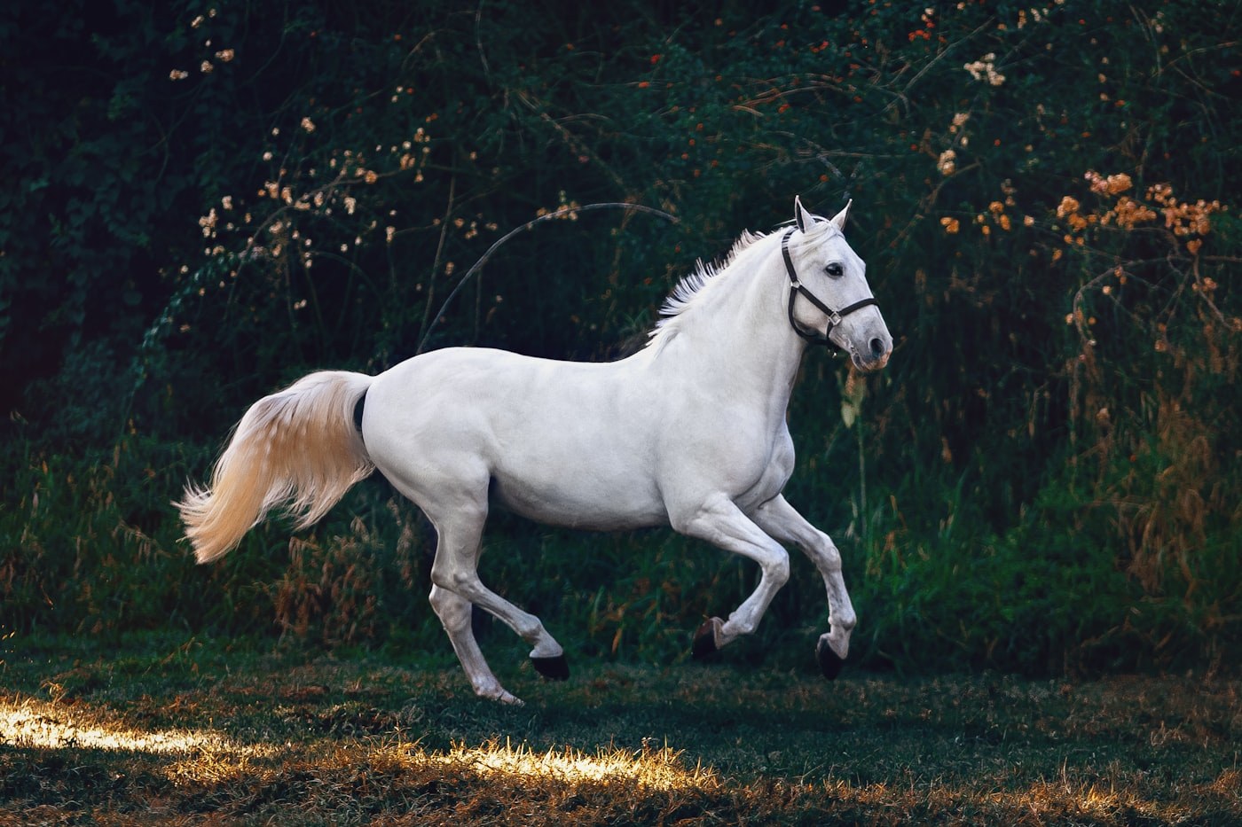 Horse farm in Ocala countryside
